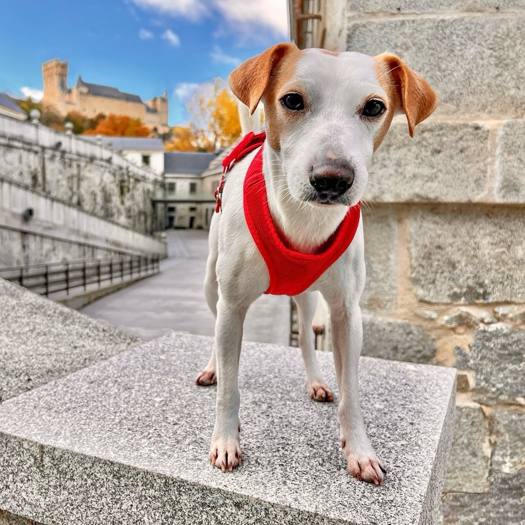 &iquest;QUIERES APARECER EN MI LIBRO?
📕 Pronto lanzaremos la tercera edici&oacute;n de mi gu&iacute;a &lsquo;Espa&ntilde;a con perro. 200 planes con tu mejor amigo&rsquo;. Si quieres que tu perrete aparezca en ella, puedes mandarnos fotos de &eacute