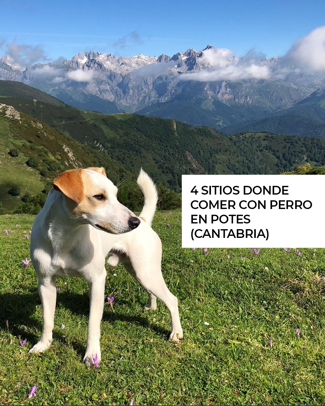 D&Oacute;NDE COMER CON PERRO EN POTES
🐶 Potes, en Cantabria, es uno de los pueblos m&aacute;s bonitos de Espa&ntilde;a. Os dejamos cuatro lugares donde comer bien que admiten perros en el interior. &iquest;Sabes de alguno m&aacute;s para que lo a&nt