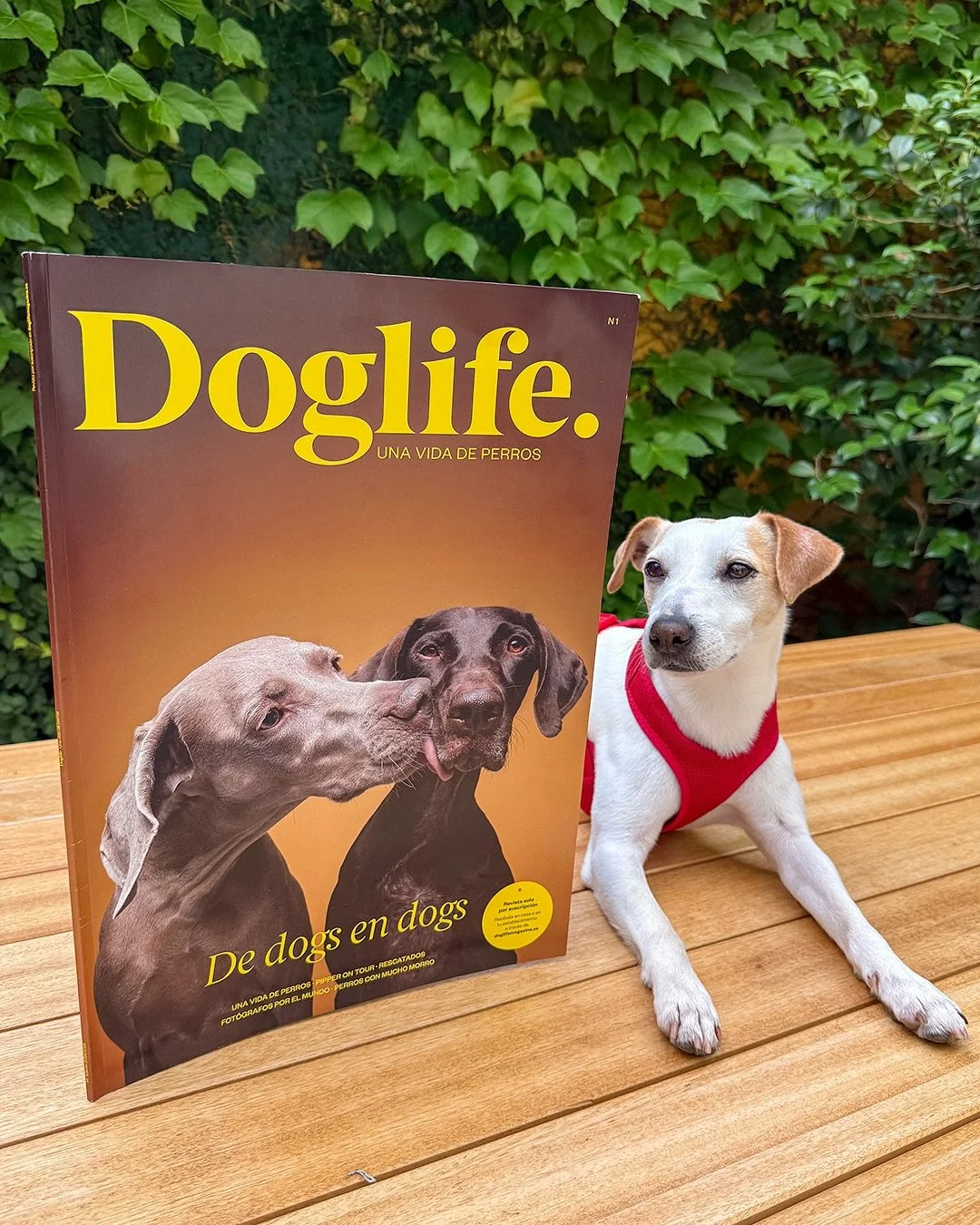 NUEVA REVISTA DOG LIFE
🤩 Nos ha maravillado abrir el n&uacute;mero uno de @doglifemagazine_ , una nueva revista en formato XXL (DinA3) dedicada a los perros. El formato hace que las incre&iacute;bles fotos de @elfotografodeperros y sus compa&ntilde;