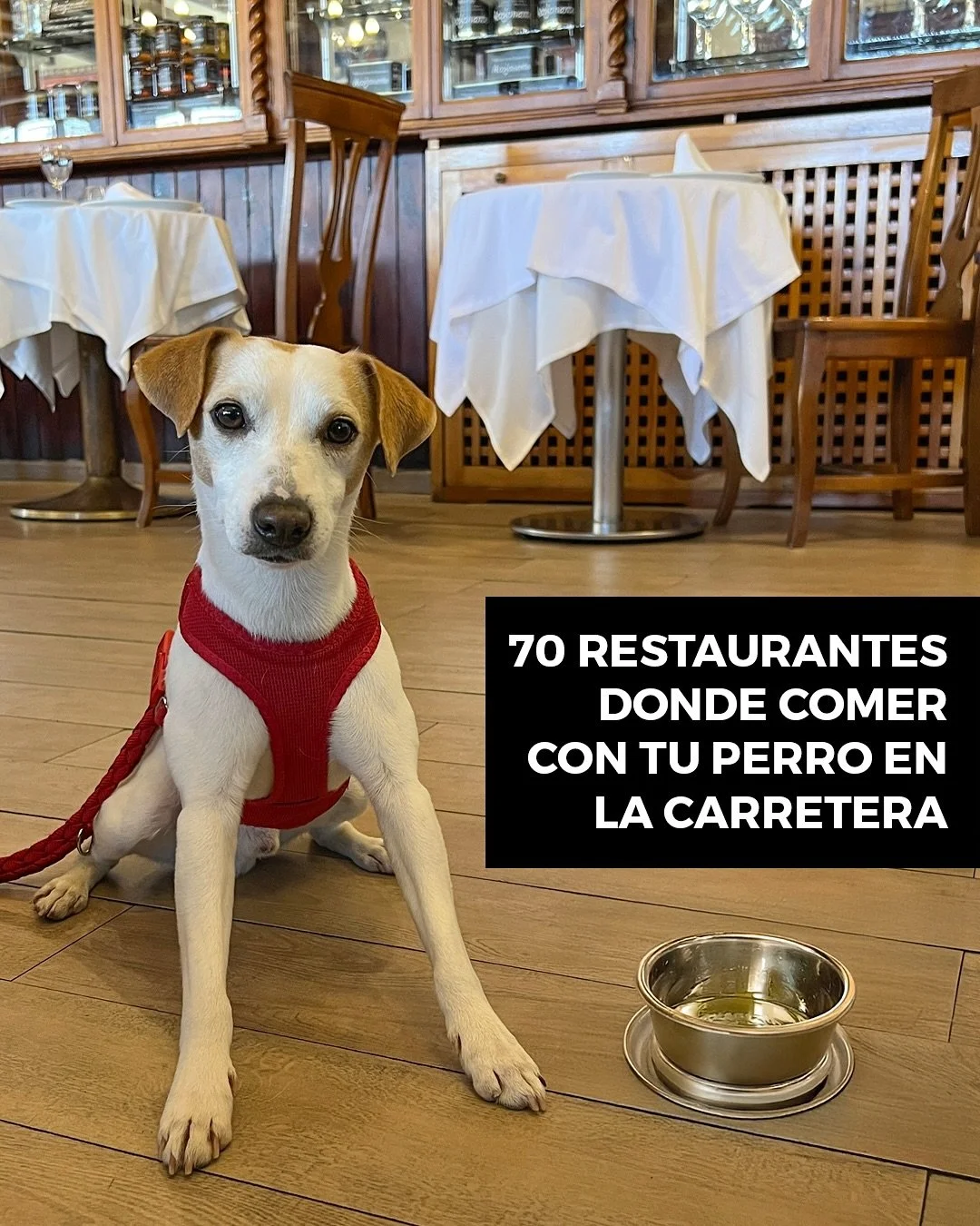 🚗OPERACI&Oacute;N RETORNO:COMER CON🐶
Comer con tu perro cuando est&aacute;s de viaje con el coche es una odisea, ya que la mayor&iacute;a de &aacute;reas de servicio y restaurantes de carretera no aceptan mascotas, pero nosotros hemos encontrado y 