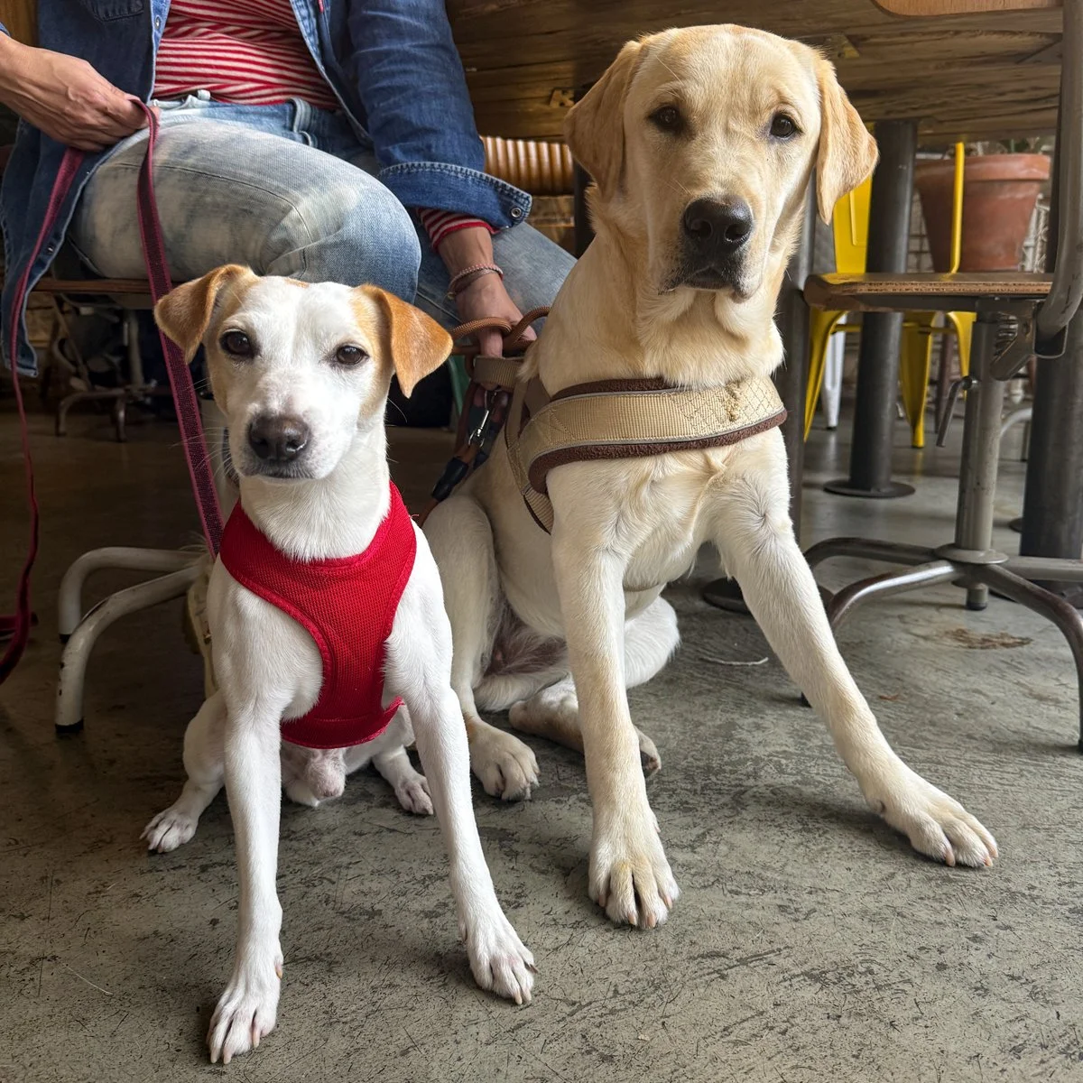 SE AMPLÍA A PORTUGAL EL PROGRAMA DE SOCIALIZACIÓN DE PERROS DE TERAPIA DE ELANCO