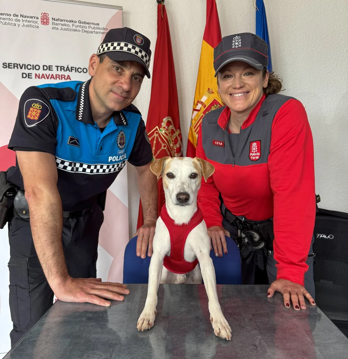 Curso sobre seguridad vial y mascotas en Navarra