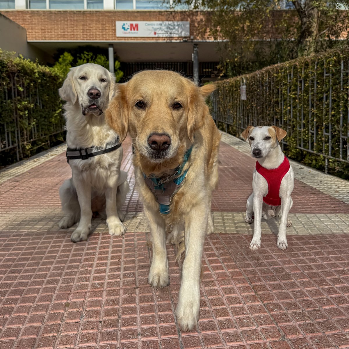YARACAN, PERROS QUE CAMBIAN VIDAS