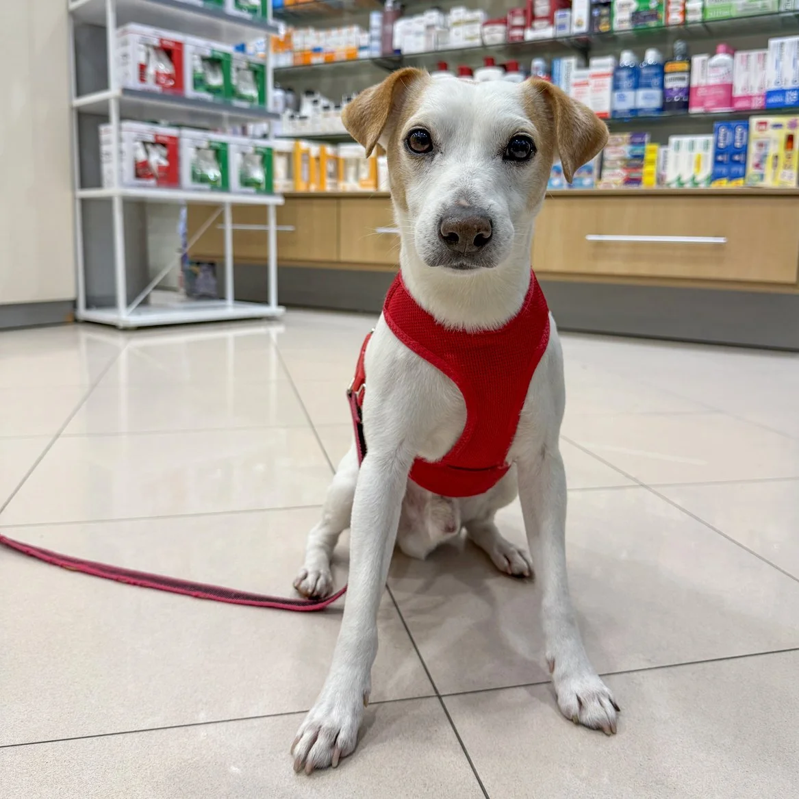 ¿SE PUEDE ENTRAR A UNA FARMACIA CON PERRO?