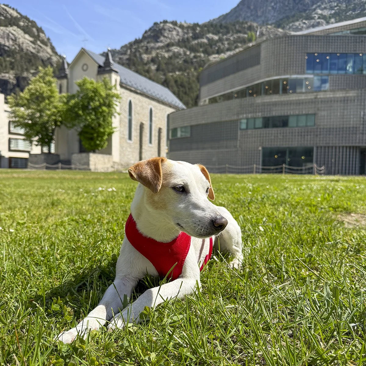 BALNEARIOS QUE ACEPTAN MASCOTAS EN ESPAÑA