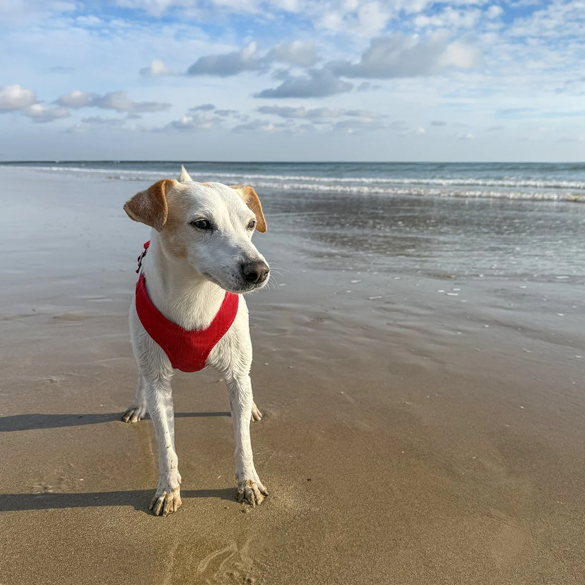 LAS 30 MEJORES PLAYAS CANINAS DE ESPAÑA EN 2026