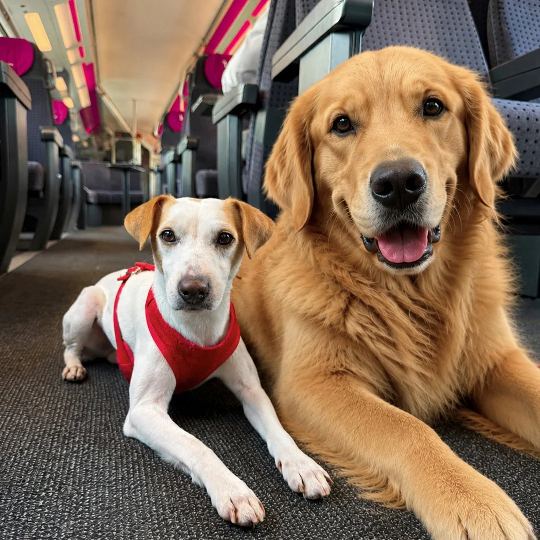 VIAJAR EN TREN CON PERROS GRANDES