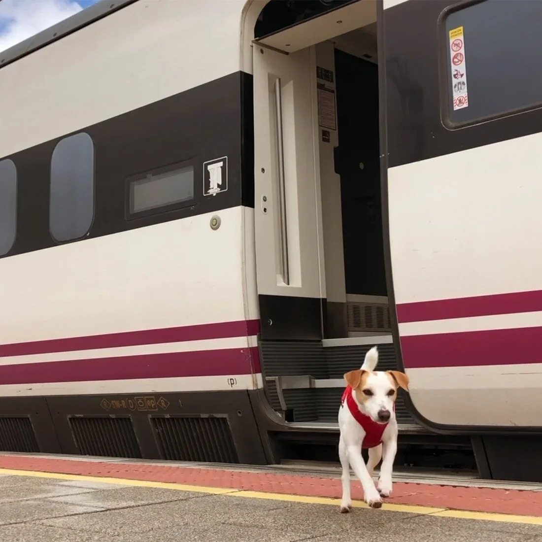 Viajar con perro en tren por España: Renfe, AVLO, Ouigo e Iryo