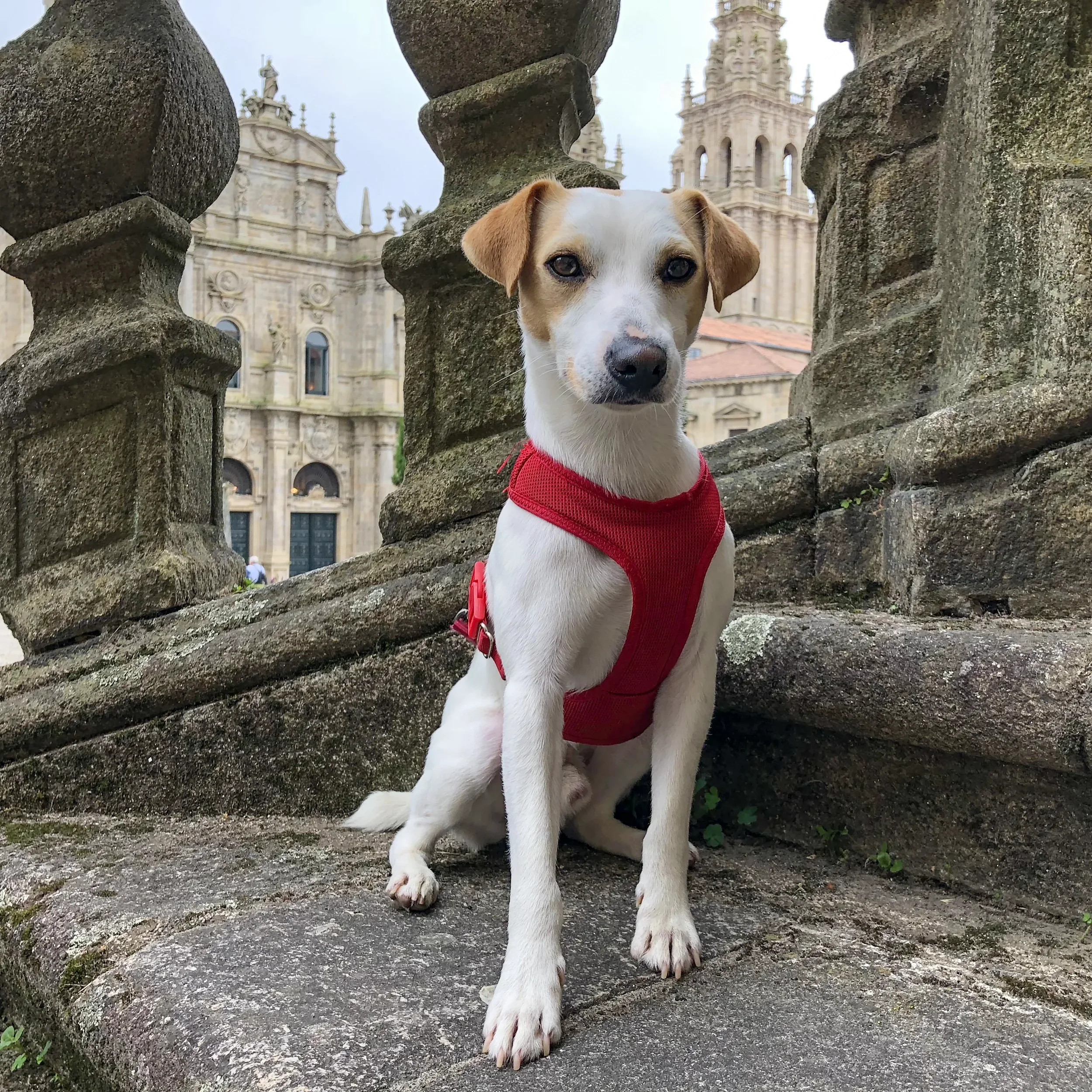 El perro Pipper en Santiago de Compostela