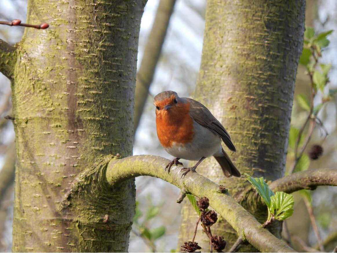 Wandsworth Common Nature Walks