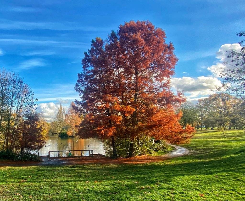 Tree Talk by Enable's tree officers 