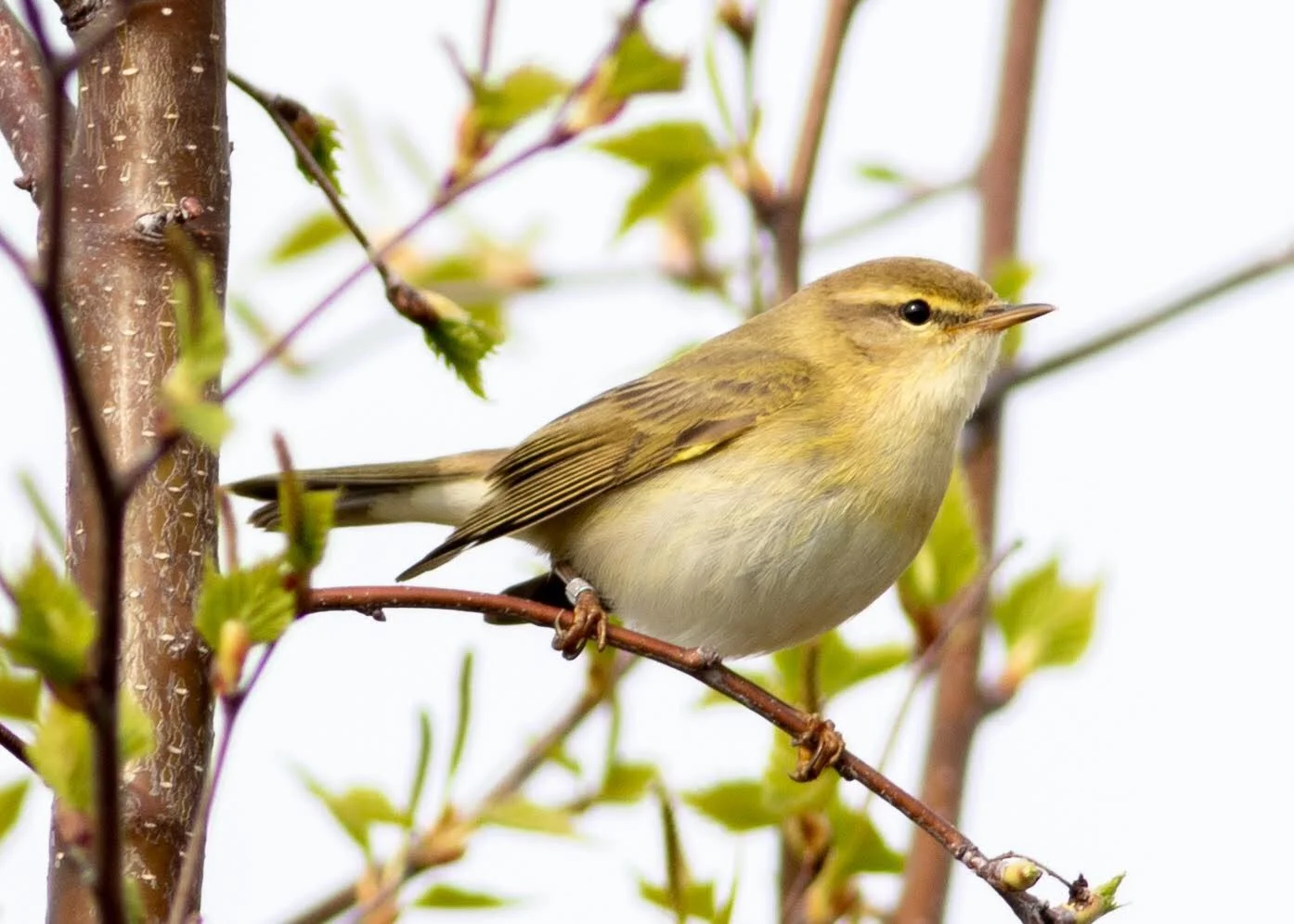 Barbara Littlechild bird walk  