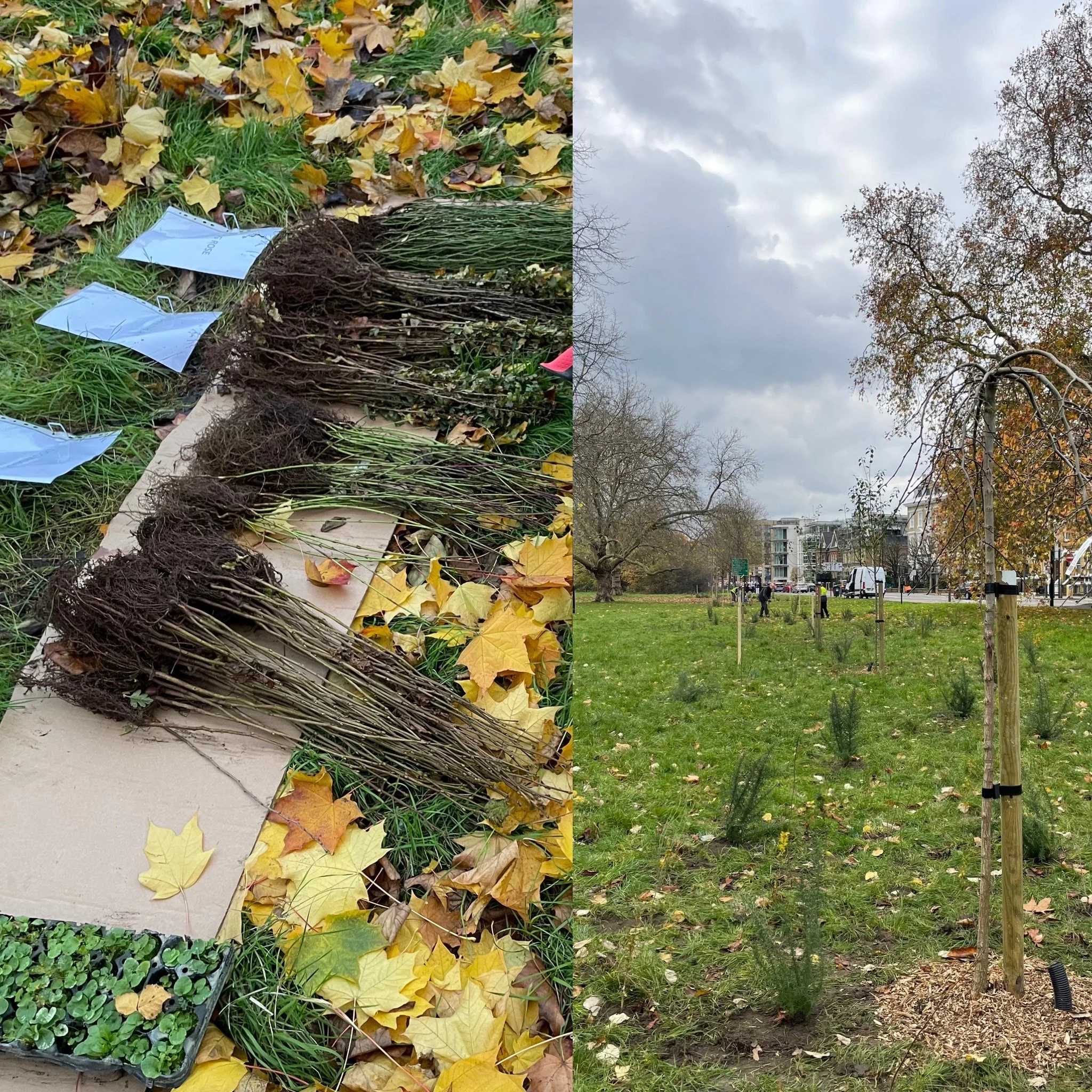 December round-up: Climax to a big planting year