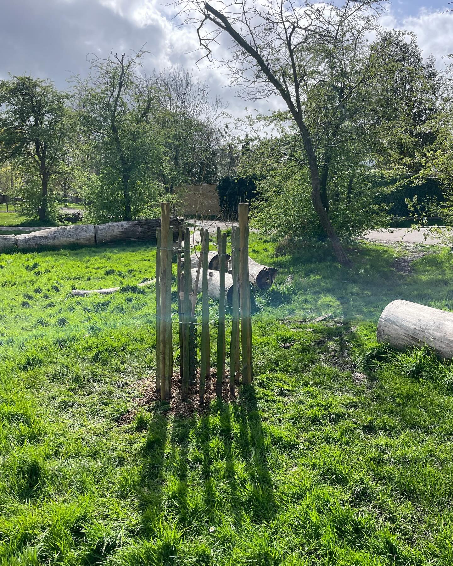 Over 50 new trees planted on the Common this year. Thanks @enableparks @wandsworth_council 

And thanks to our members for funding 5 of them - hawthorns. 

The two pictured are pretty special:
The first, grown from a black poplar cutting, is quite ra