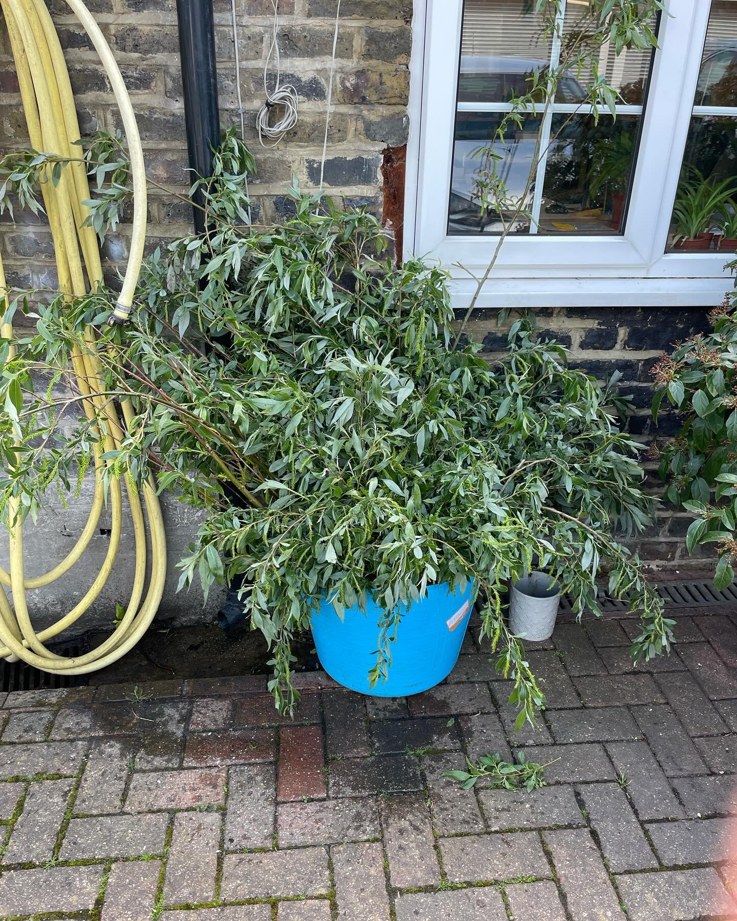 A bucket full of willow wands, salvaged from a fallen willow on Tooting Common, thanks to @enableparks and now waiting for use during the @batterseasociety &lsquo;beating the bounds&rsquo; event on Sun May 5th. 

A 9 mile walk around the old Batterse