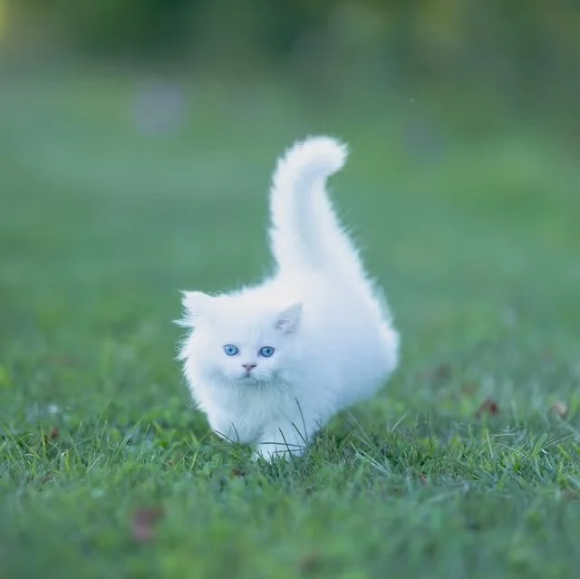 white-cat-breeds-kitten-in-grass-67bf648a54a3b.jpeg