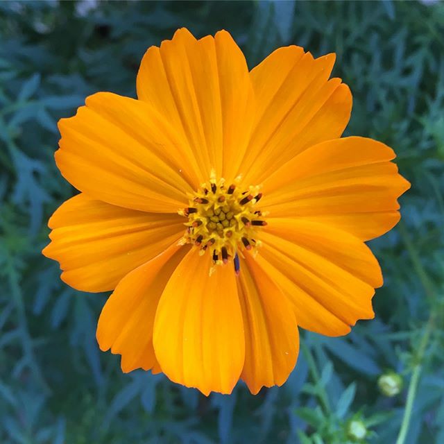 The flower blooms a brilliant orange, like the sign the nurses put over my chemo IV bag to remind everyone that it&rsquo;s poison.