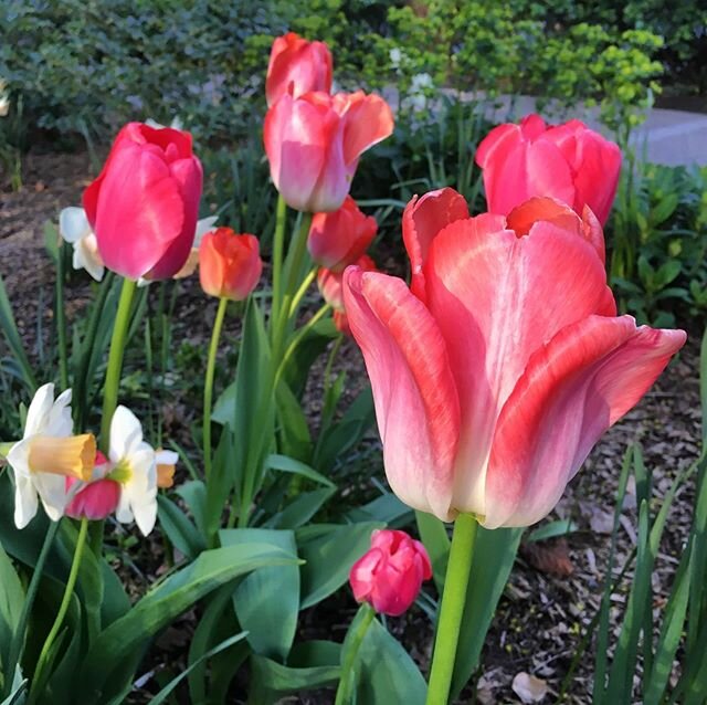Beautiful tulips of spring... in the 600 Sq ft I&rsquo;m allowed to walk around outside right now.