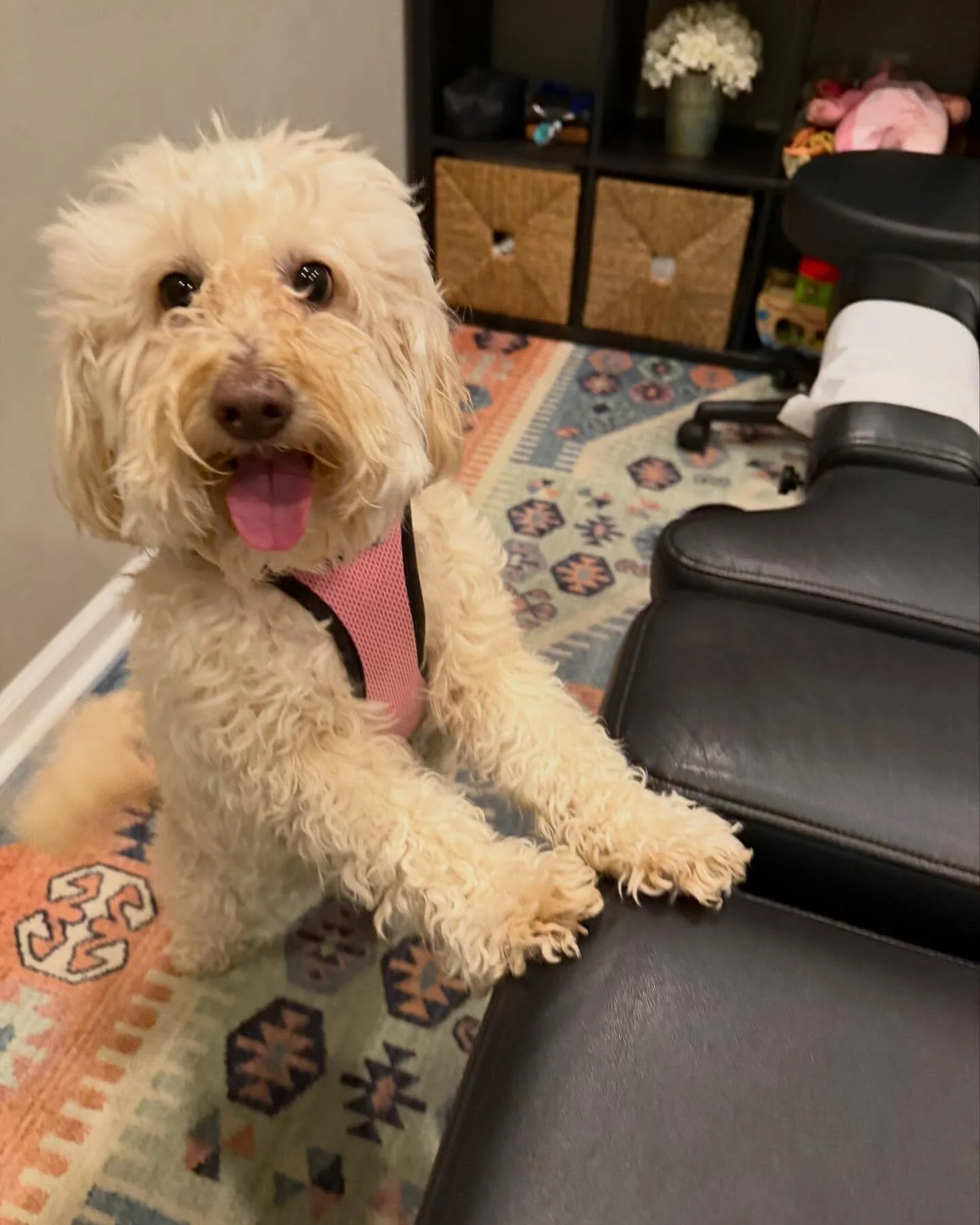 Special guest alert 🐾 Penny tagged along with her dad today and made everyone&rsquo;s day a little brighter