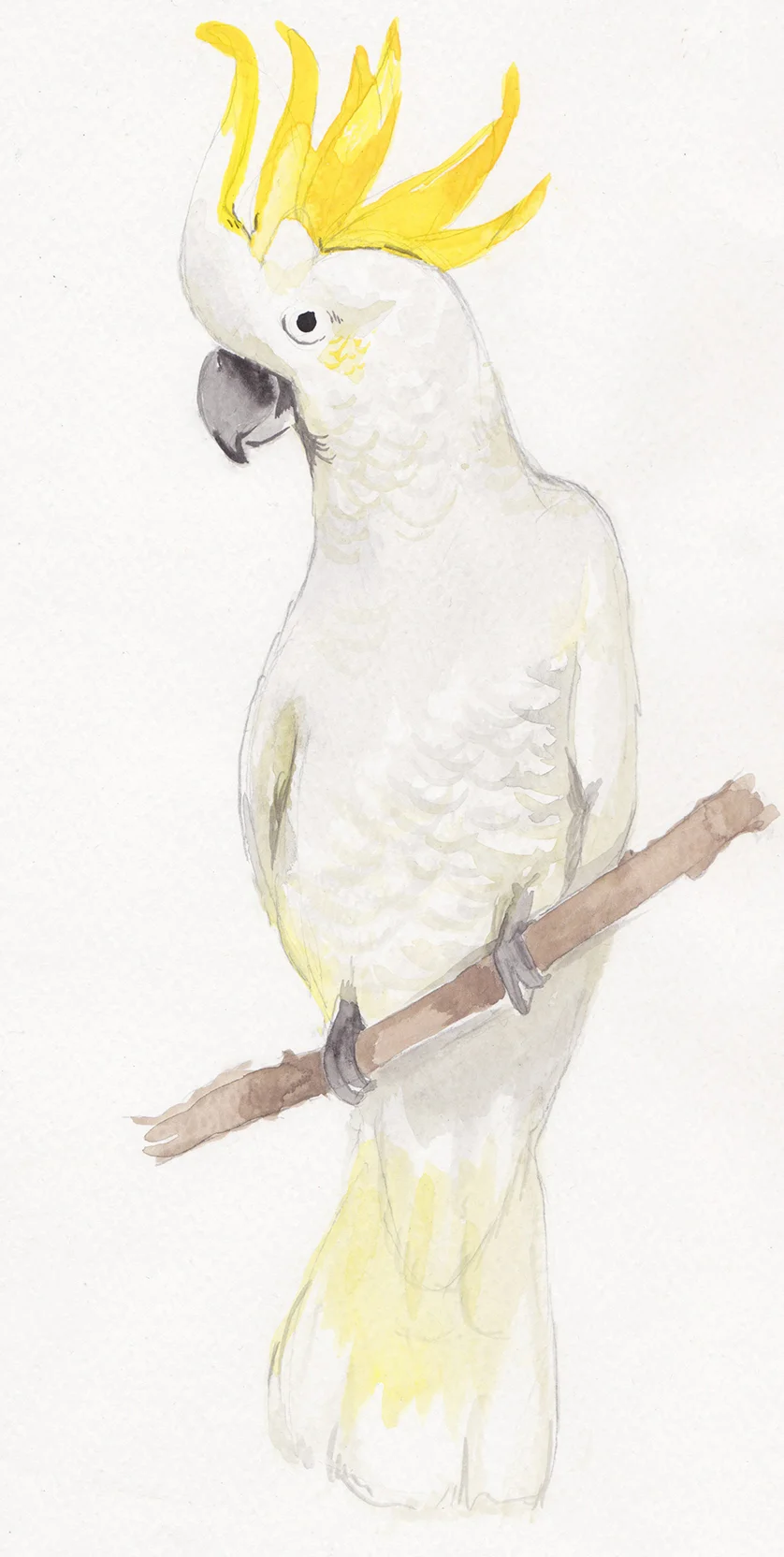 cockatoo.jpg