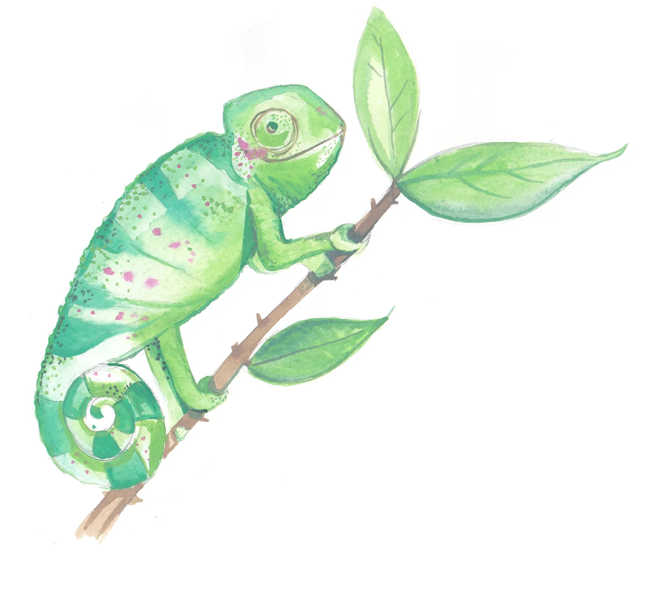 chameleon.jpg