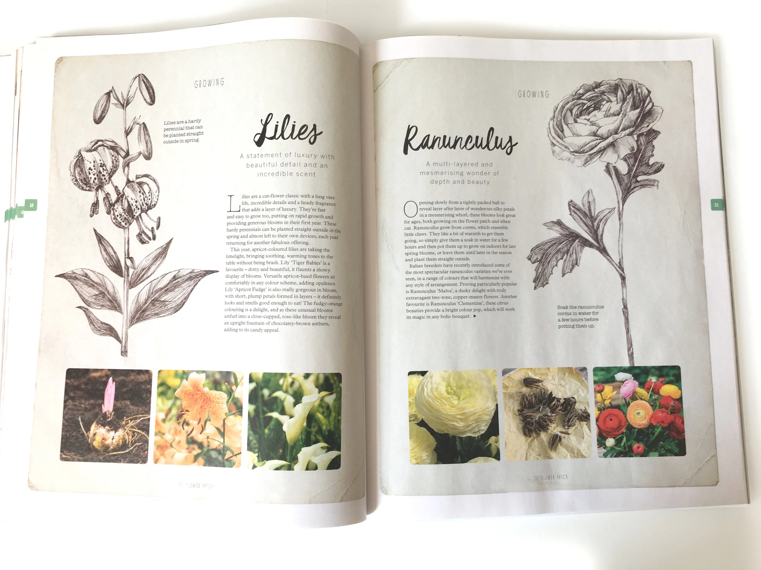 FlowerPatch_spread1.jpg
