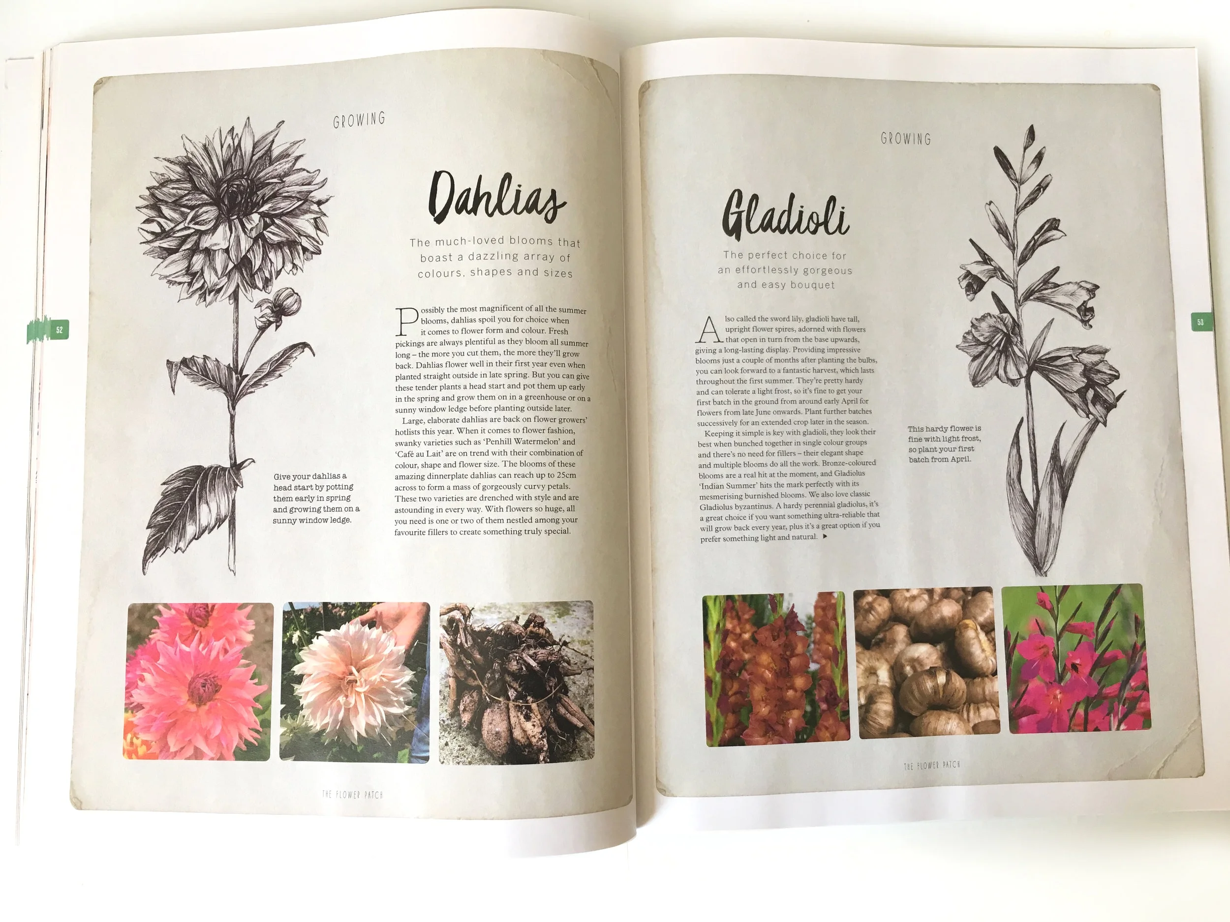 FlowerPatch_spread2.jpg