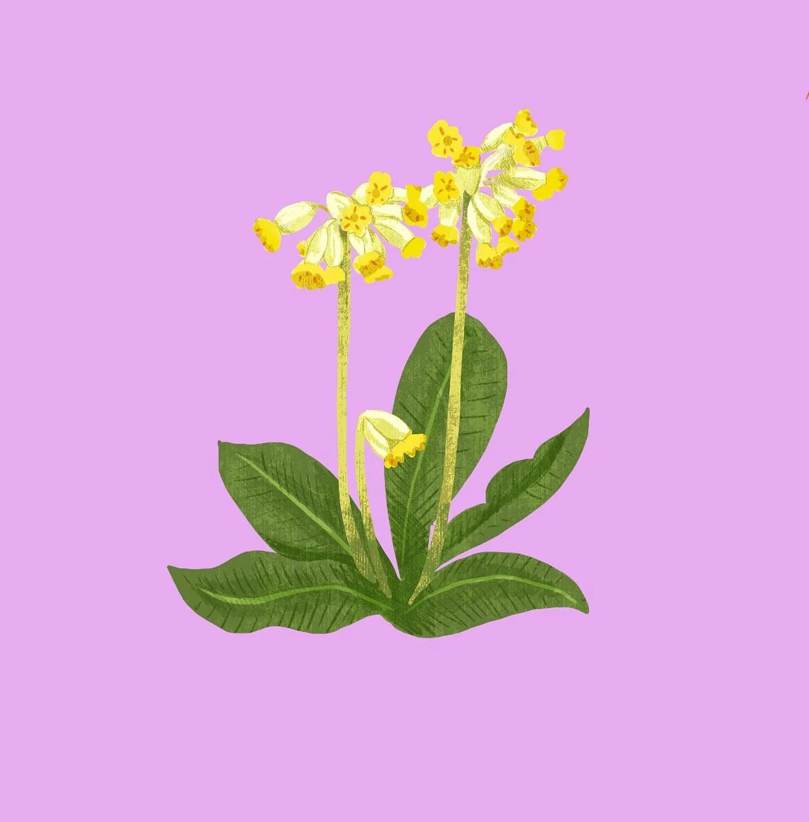 Cowslips on the drawing board today, sun&rsquo;s ( sort of) out AND I went out without my Big Coat on&hellip; can only mean one thing! 🌱🌼🐣 #illustration #illustrator #illustrationartists #illustration_daily #floralillustration #wildlifeillustratio