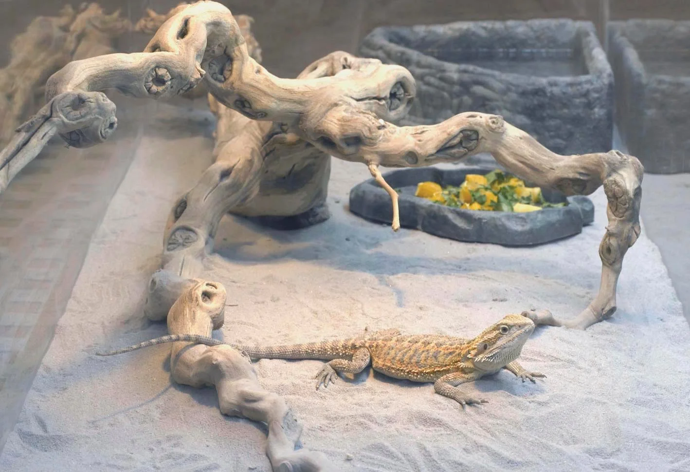 lizard detail2.jpg