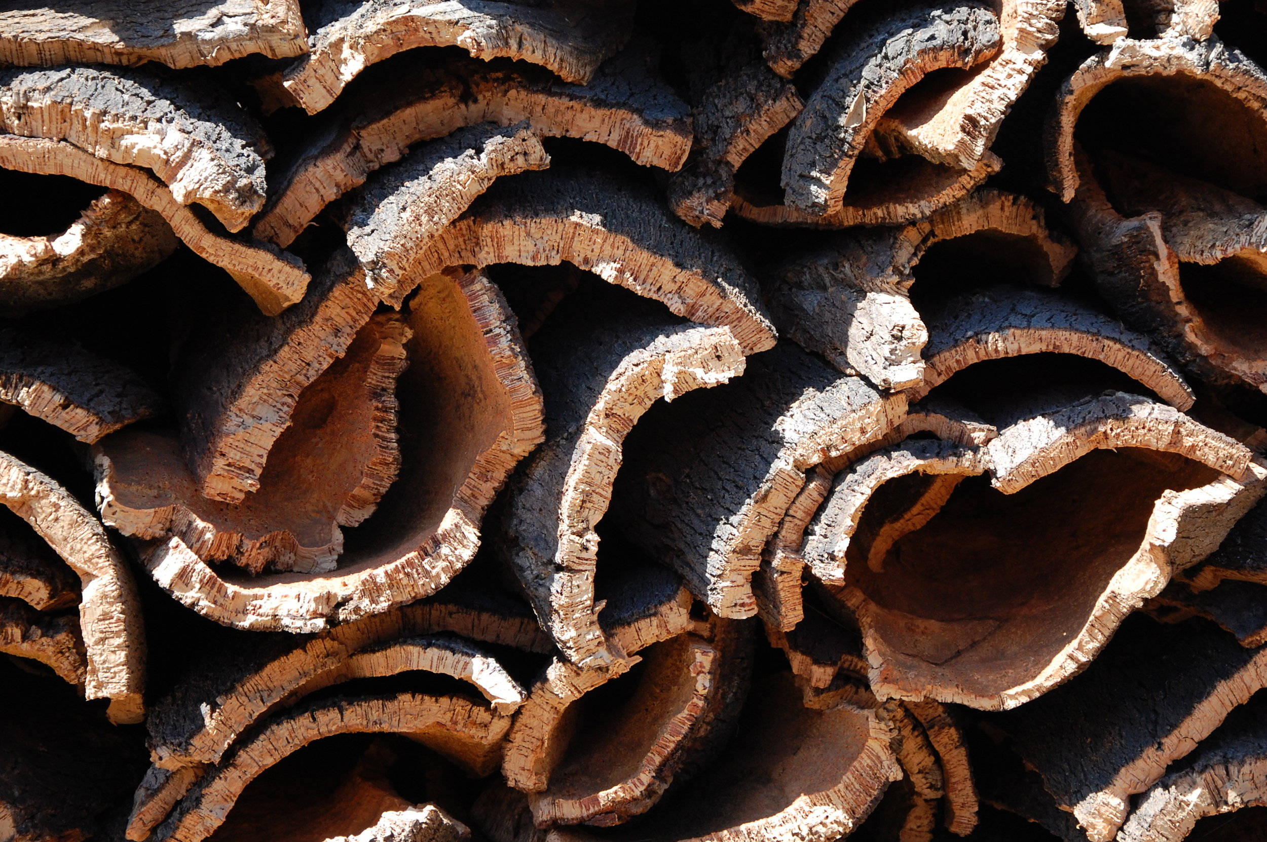 CORK HARVEST