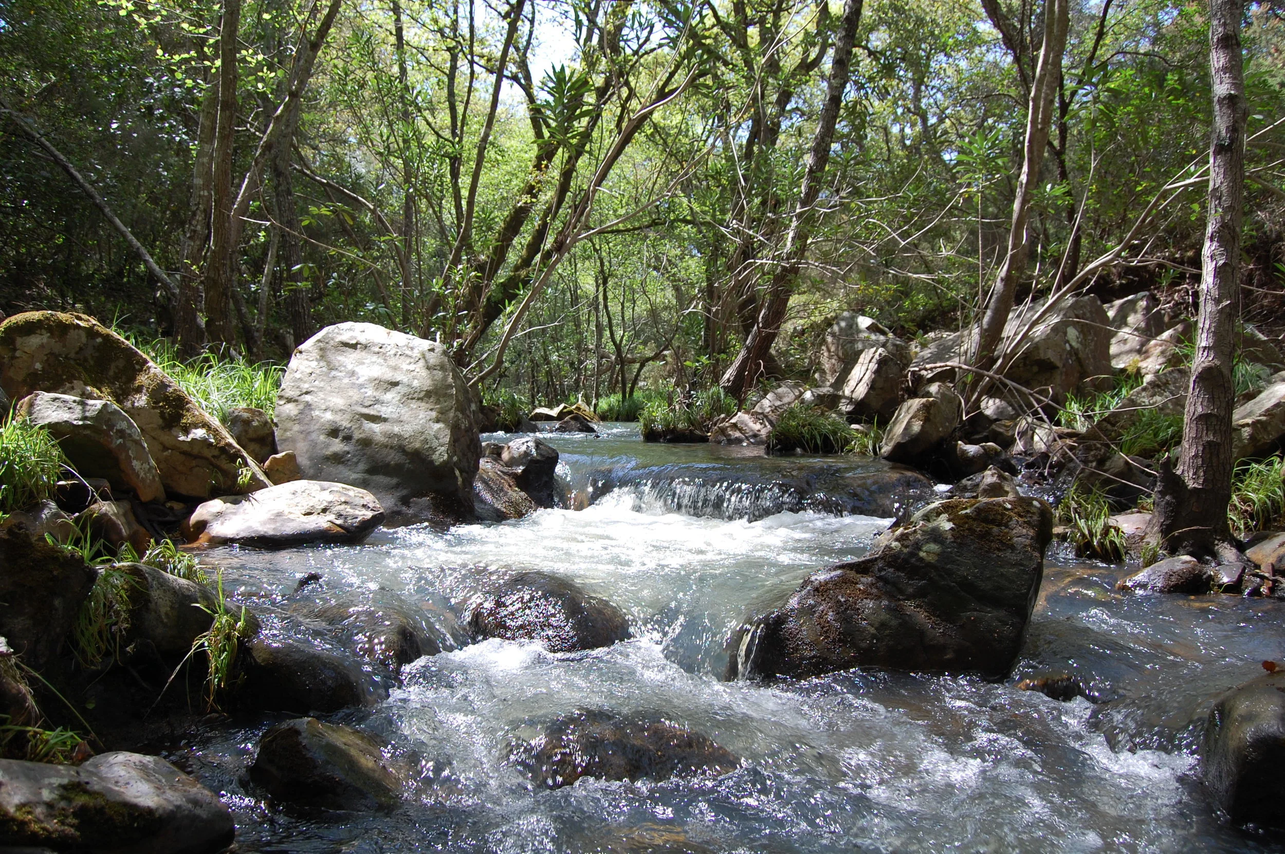 Los Alcornocales.jpg