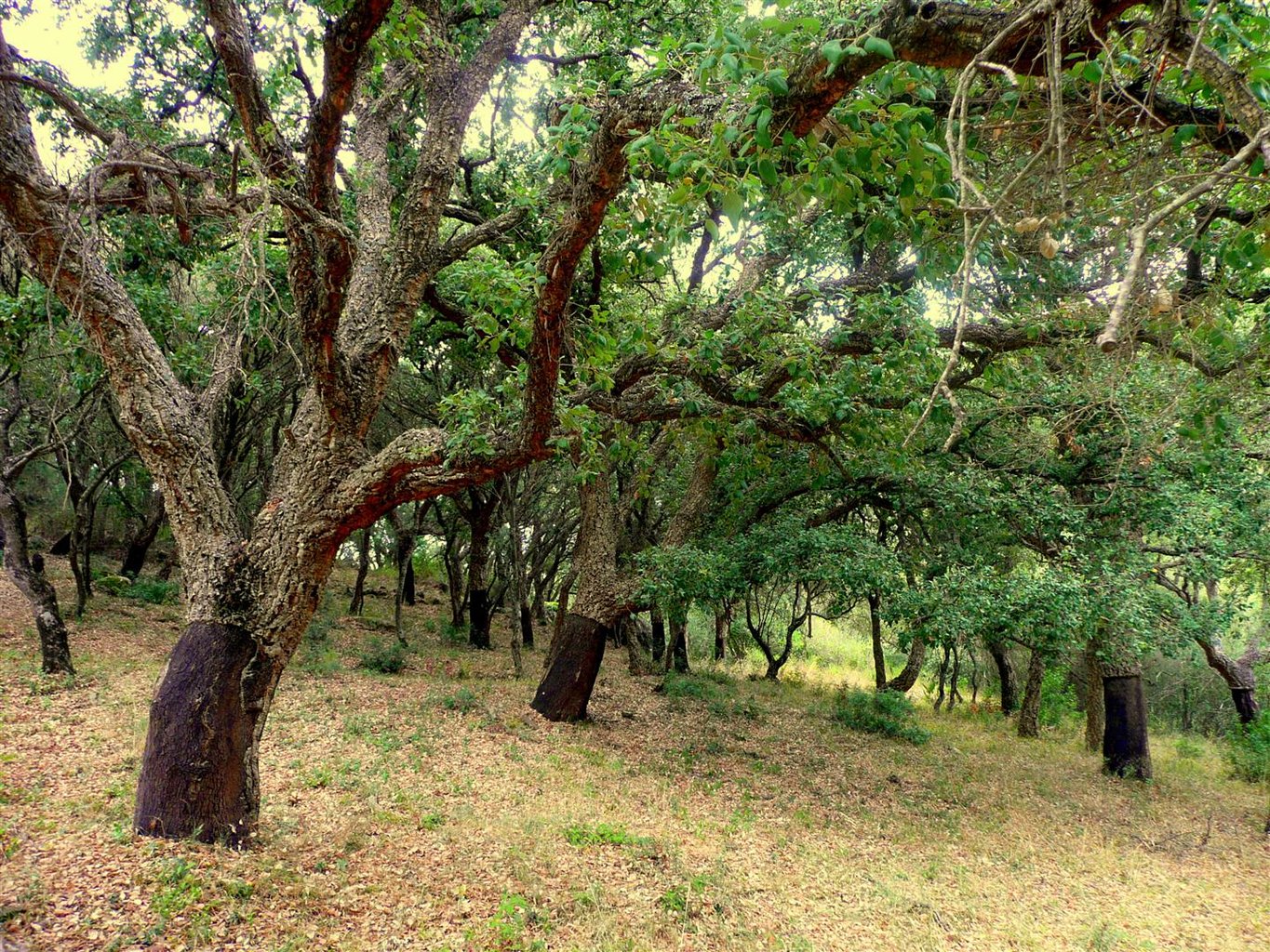 CORK HARVEST