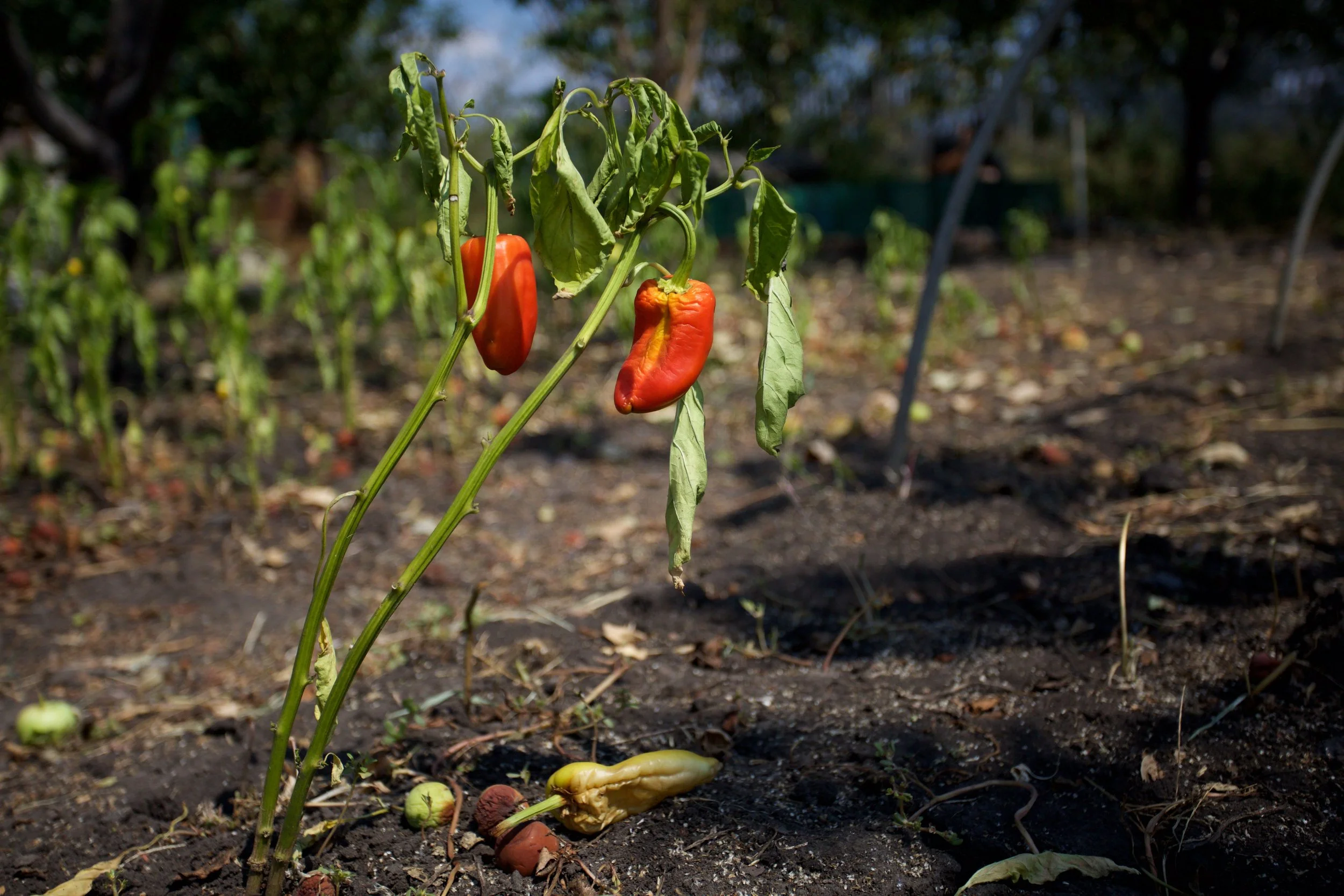  All that remains of Victor and Lupvov’s small holding in Simonovka, Ukraine’s Donbass, 2014. ‘We used to live off everything we grew here and sell surplus produce to passers by. We have nothing now - just these peppers’ 