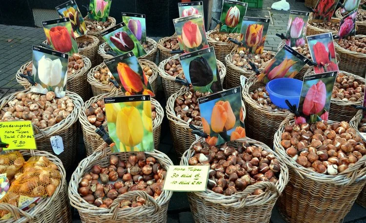 Tulips+-+start+planning+the+spring+garden.jpg