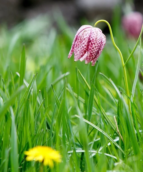 Snake+Head's+or+Chess+Flower-+I+will+be+looking+for+these+next+year.jpg