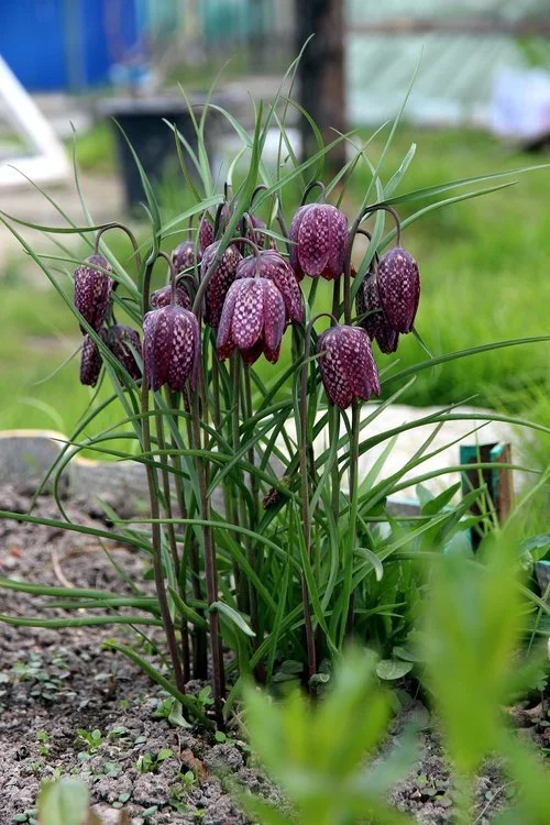 Chess+flower+-+I+will+be+looking+for+these+next+year.jpg