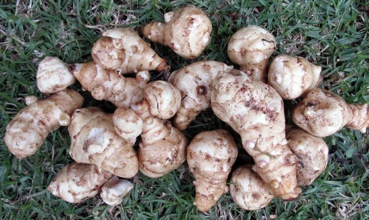 jerusalem+artichoke+-+I+get+requests+for+these+every+week.jpg