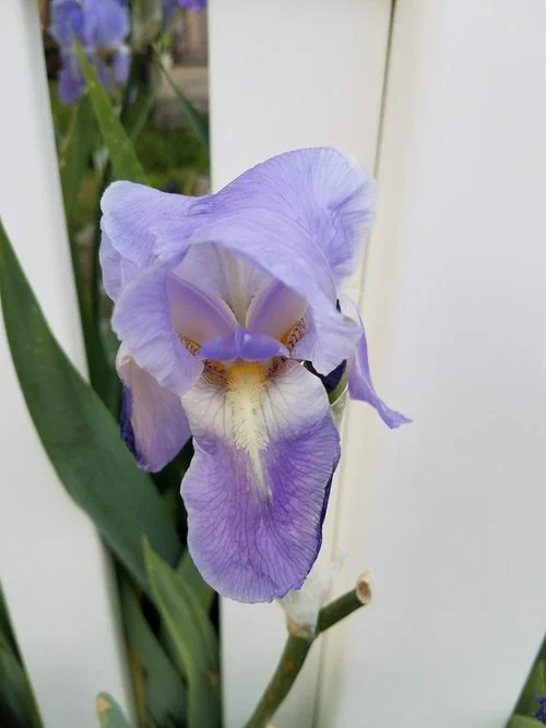 Bearded+Iris,+found+in+the+yard+this+summer..jpg