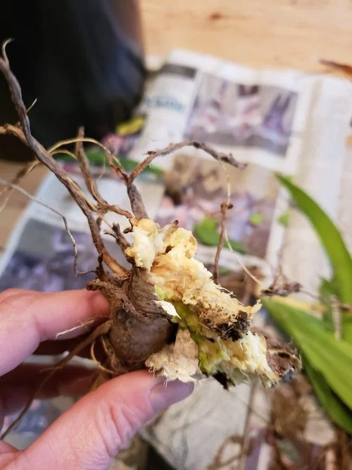 Rhizome+-+Soft+and+rotted+-+Throwing+this+one+away..jpg