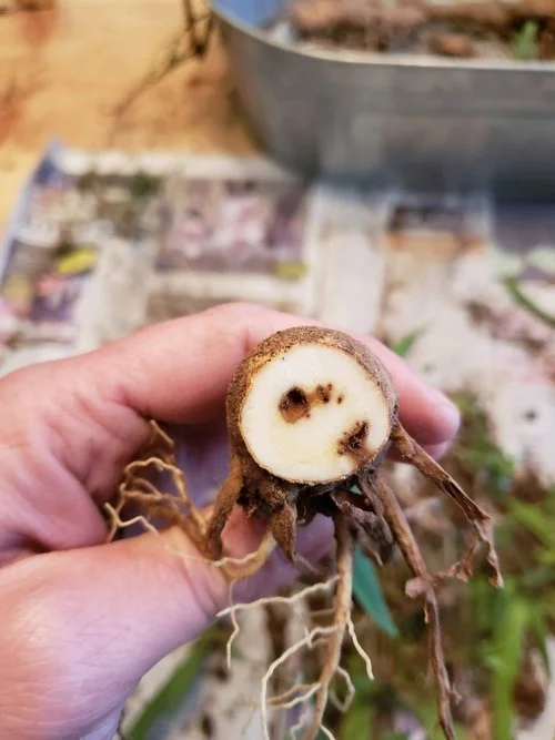 It+is+OK+to+cut+it+open+and+look+at+the+rhizome.+Do+not+keep+diseased+plants..jpg