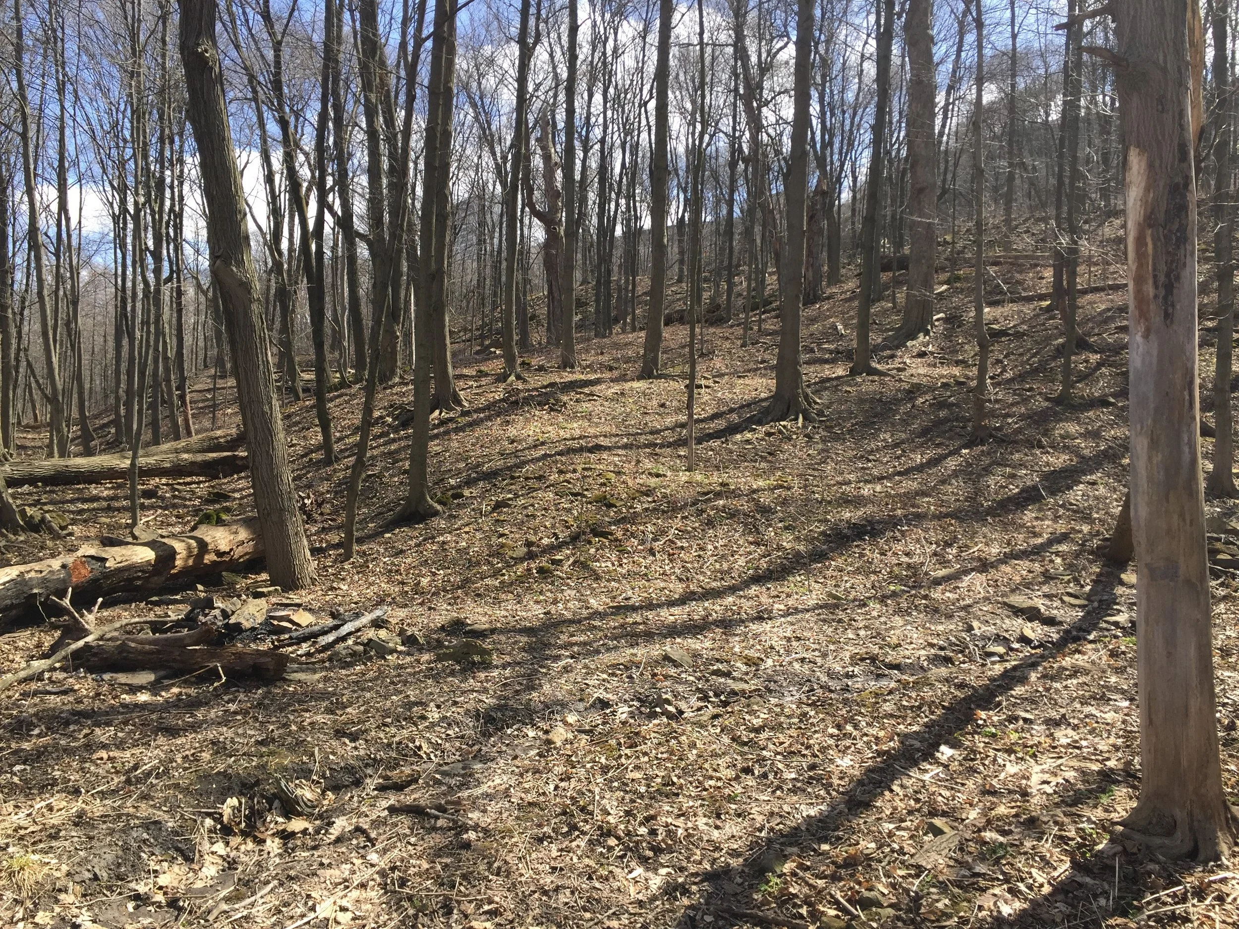 Eligible woodlands in Ontario can be enrolled in the Managed Forest Tax Incentive Program.
