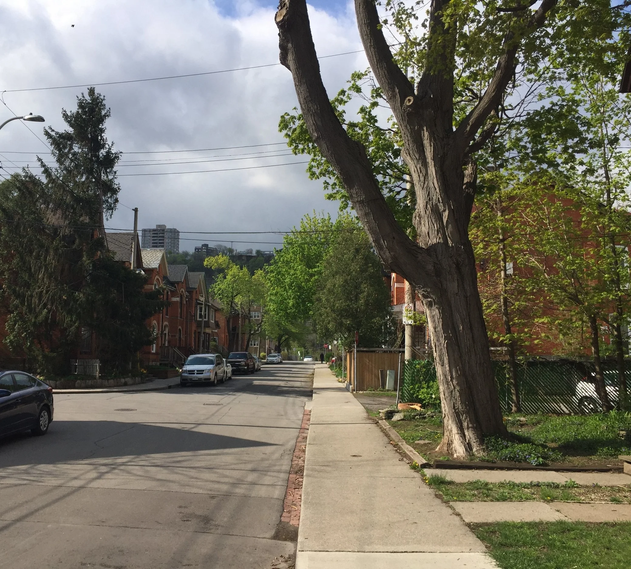Many municipalities in southern Ontario have implemented tree protection by-laws and policies. Others are following suit.