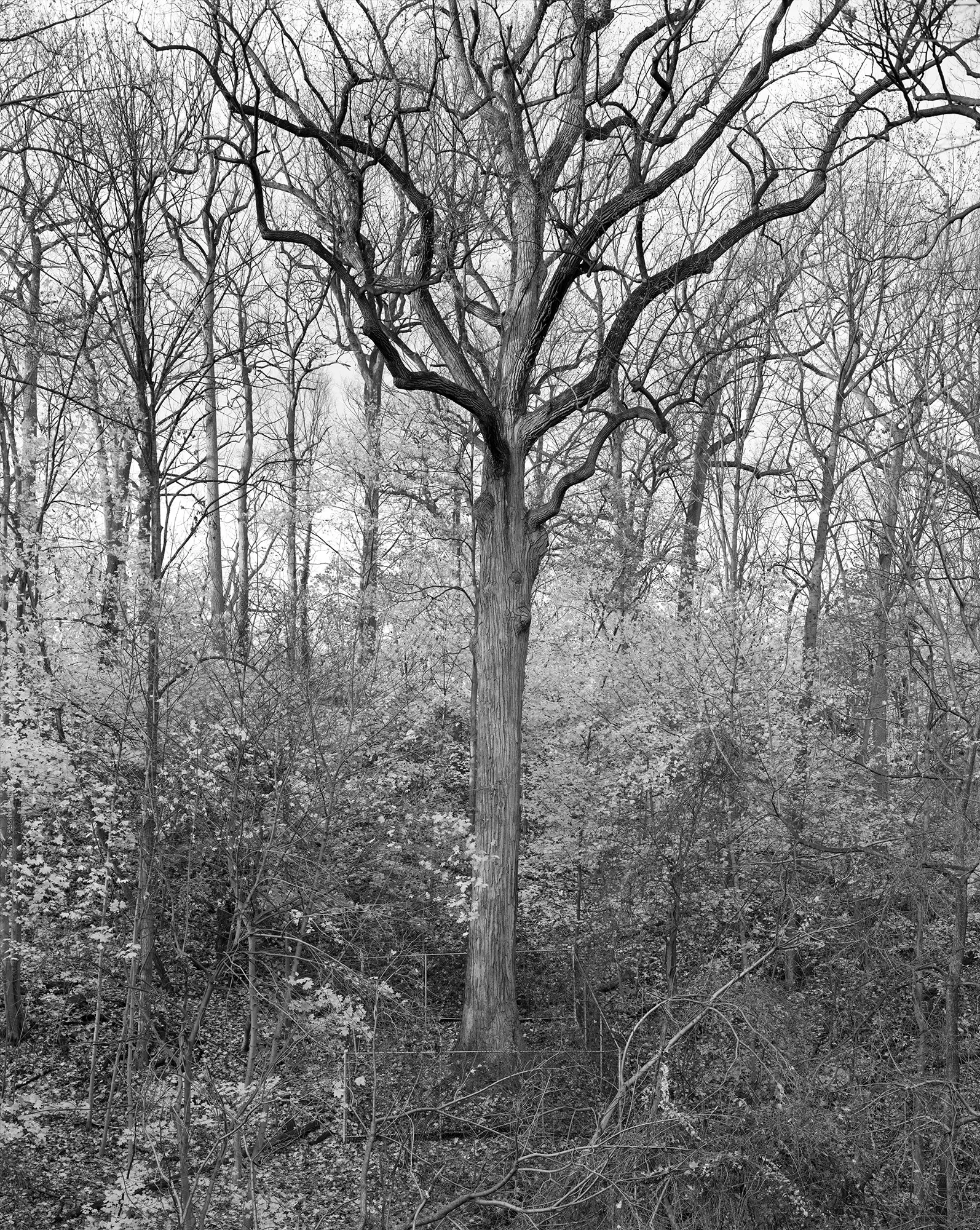 Tulip Tree, Alley Pond Park, Queens 2011 From Mitch Epstein's series New York Arbor