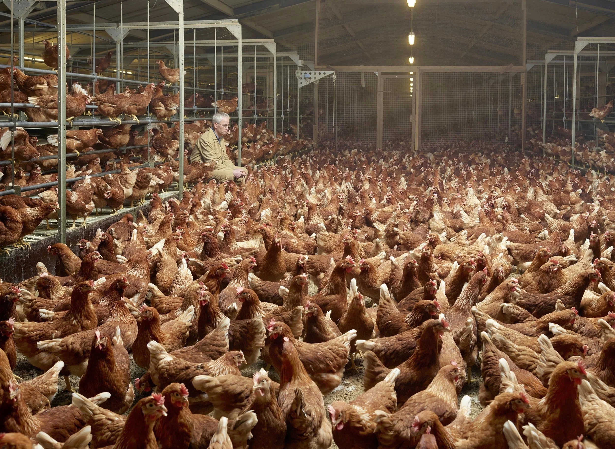 Effective Altruism - Your Comments and Feedback and the Problems with Cage-Free Egg Campaigns