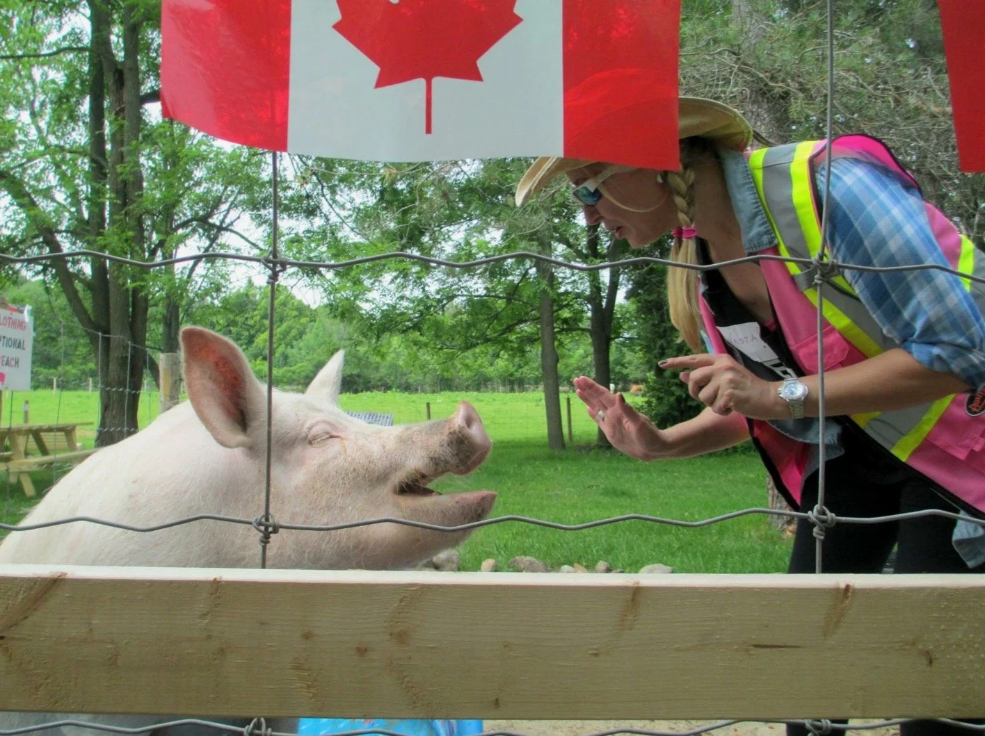 Esther the Wonder Pig: A Beacon of Love and Compassion