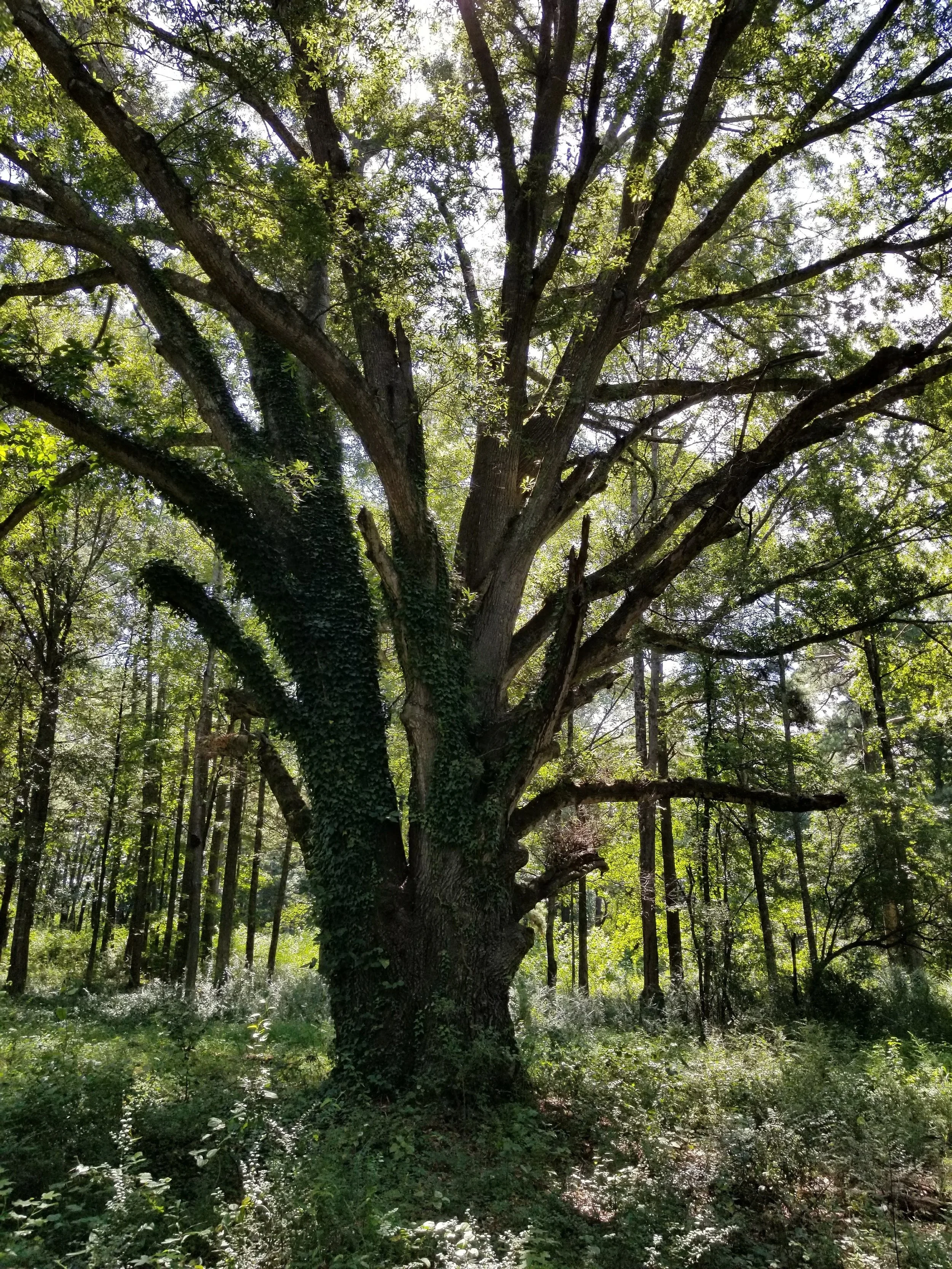 20170801_111549.jpg