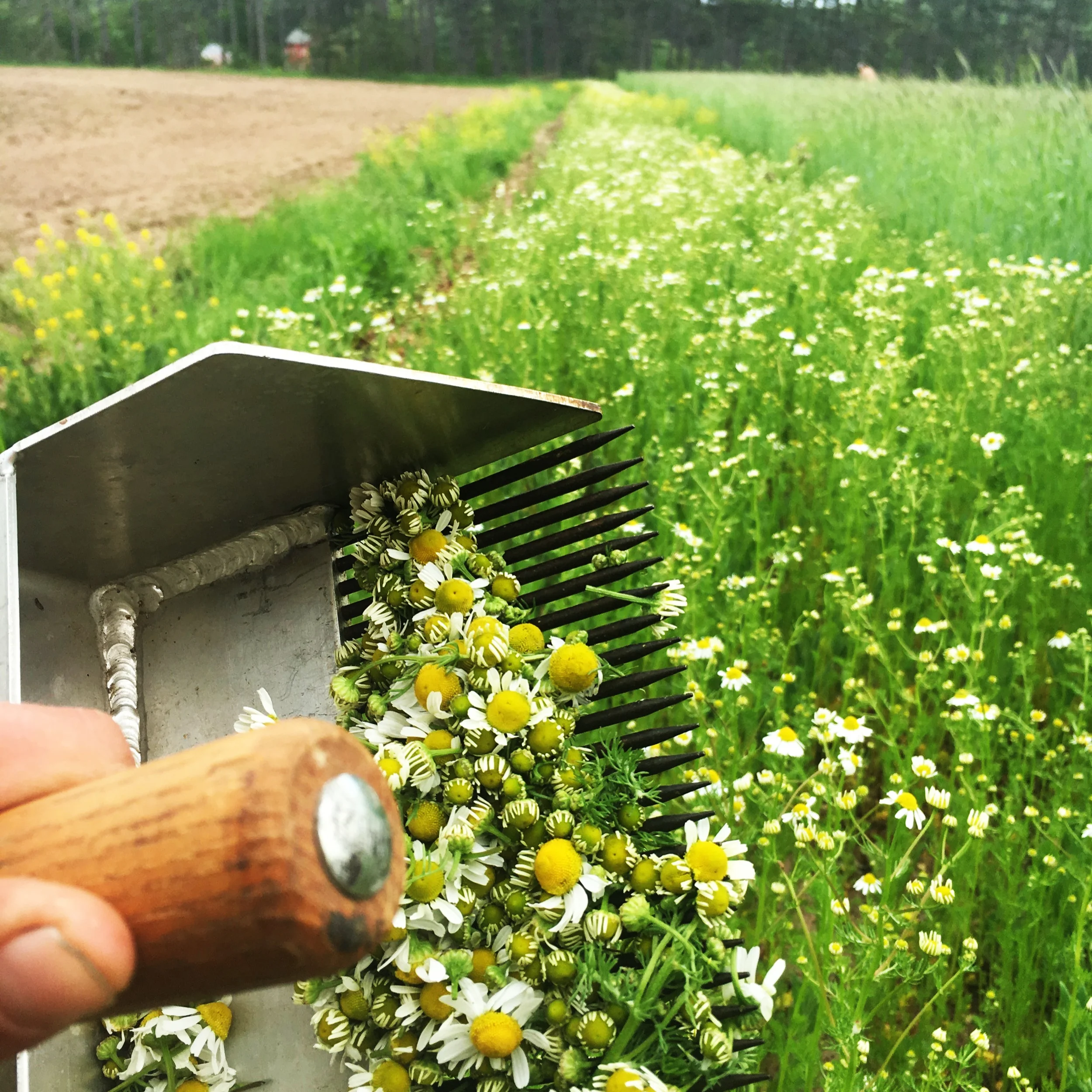 Harvesting Chamomile
