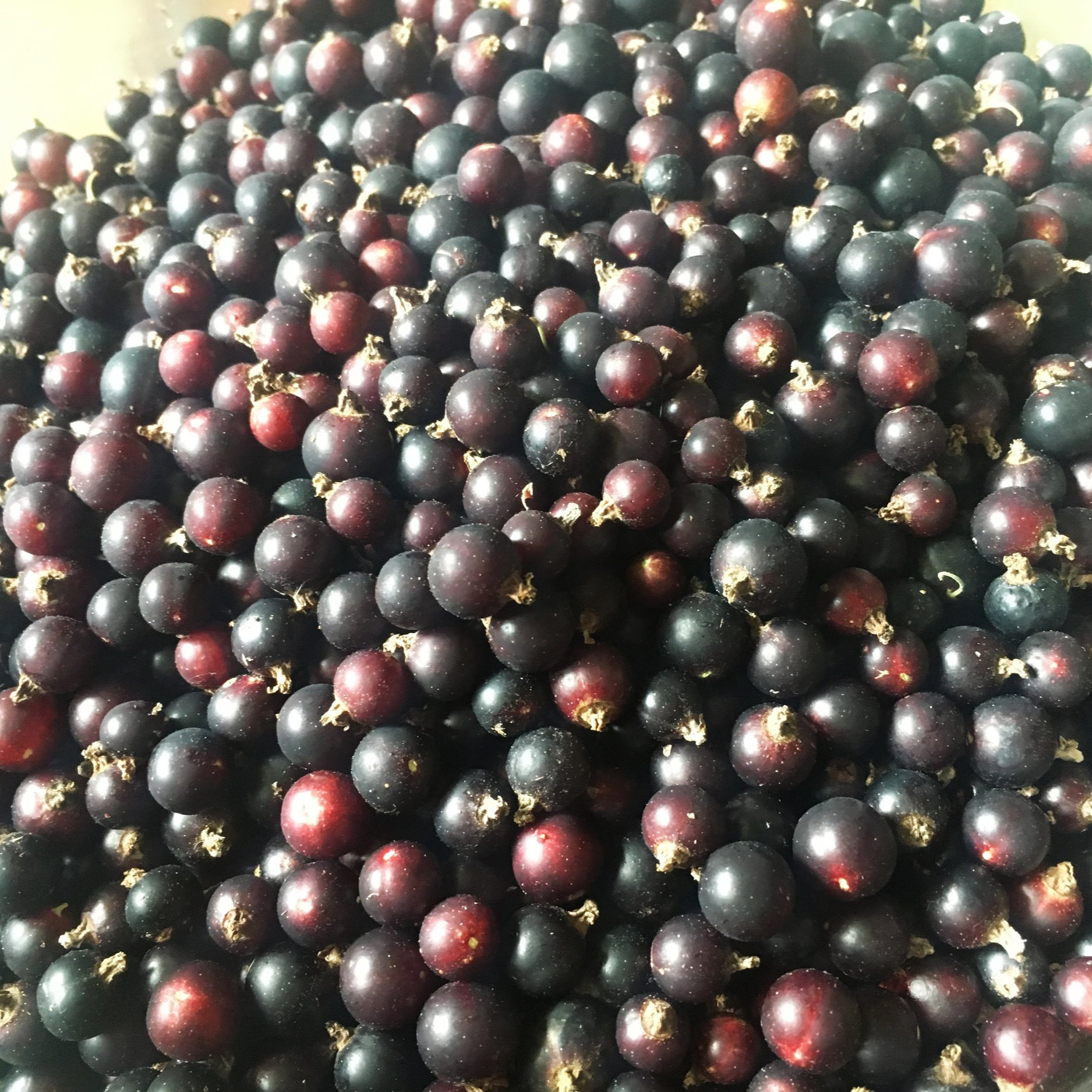 Harvested Black Currants (Copy)