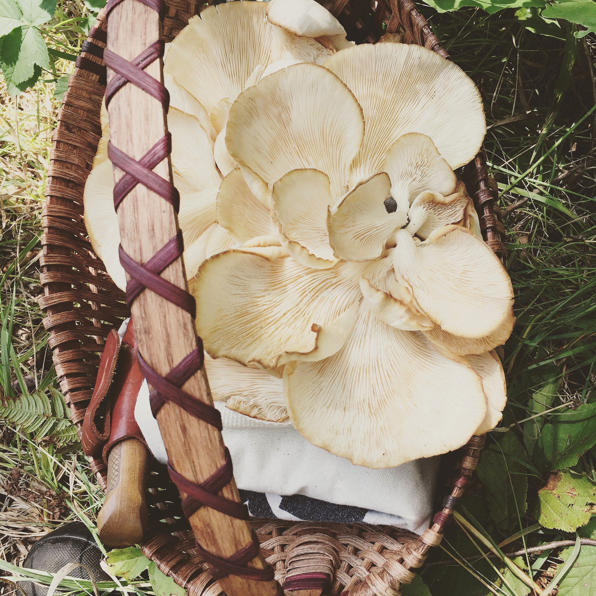 Oyster Mushroom (Copy)
