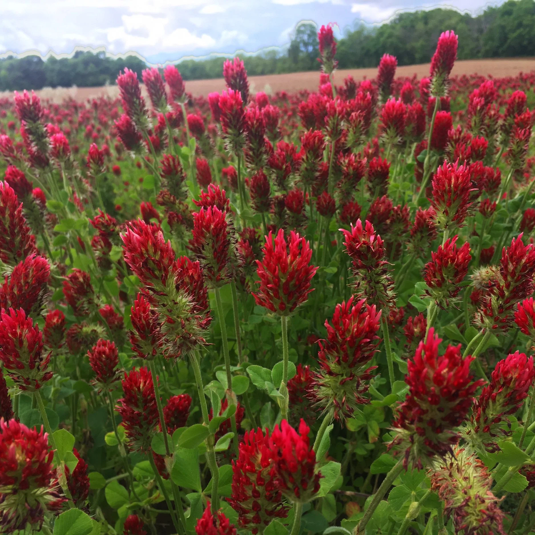 Red Clover